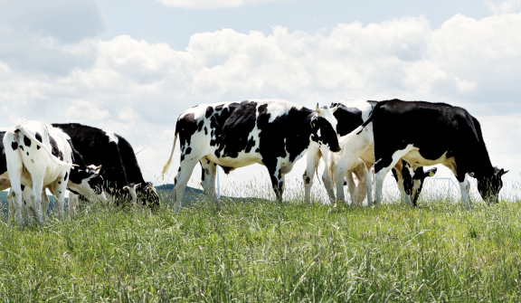 [낙농] 우유자조금, 국산 우유 소비촉진&hellip;우유자조금 인증점 '확대'