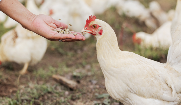 	[가금] 식자재마트 규제 사각지대, 개선 절실