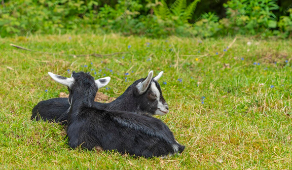 대한사료, 흑염소 농가 생산성&middot;수익성 극대화&hellip;&lsquo;더 퍼스트 흑염소&rsq..