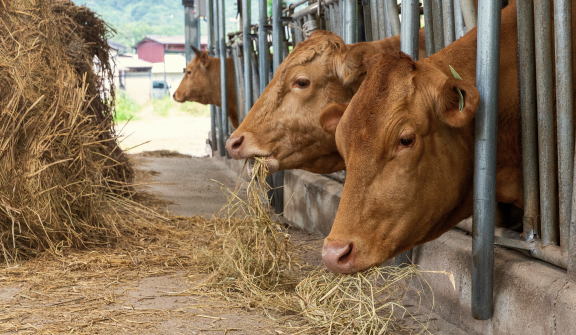 [실무&middot;현장에서의 목소리] 이현수 대한사료 축우PM